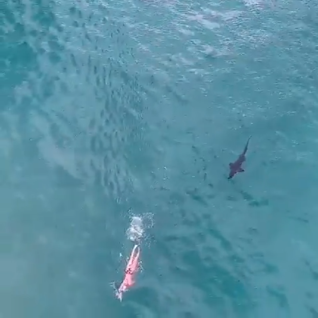 Šokantna snimka iz Sydneya: Morski pas krenuo na plivača...