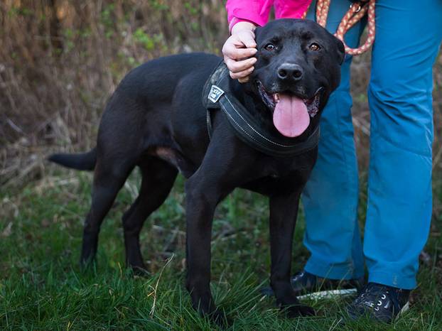 FOTO Ove predivne njuške traže dom: Pružite im priliku za sreću!