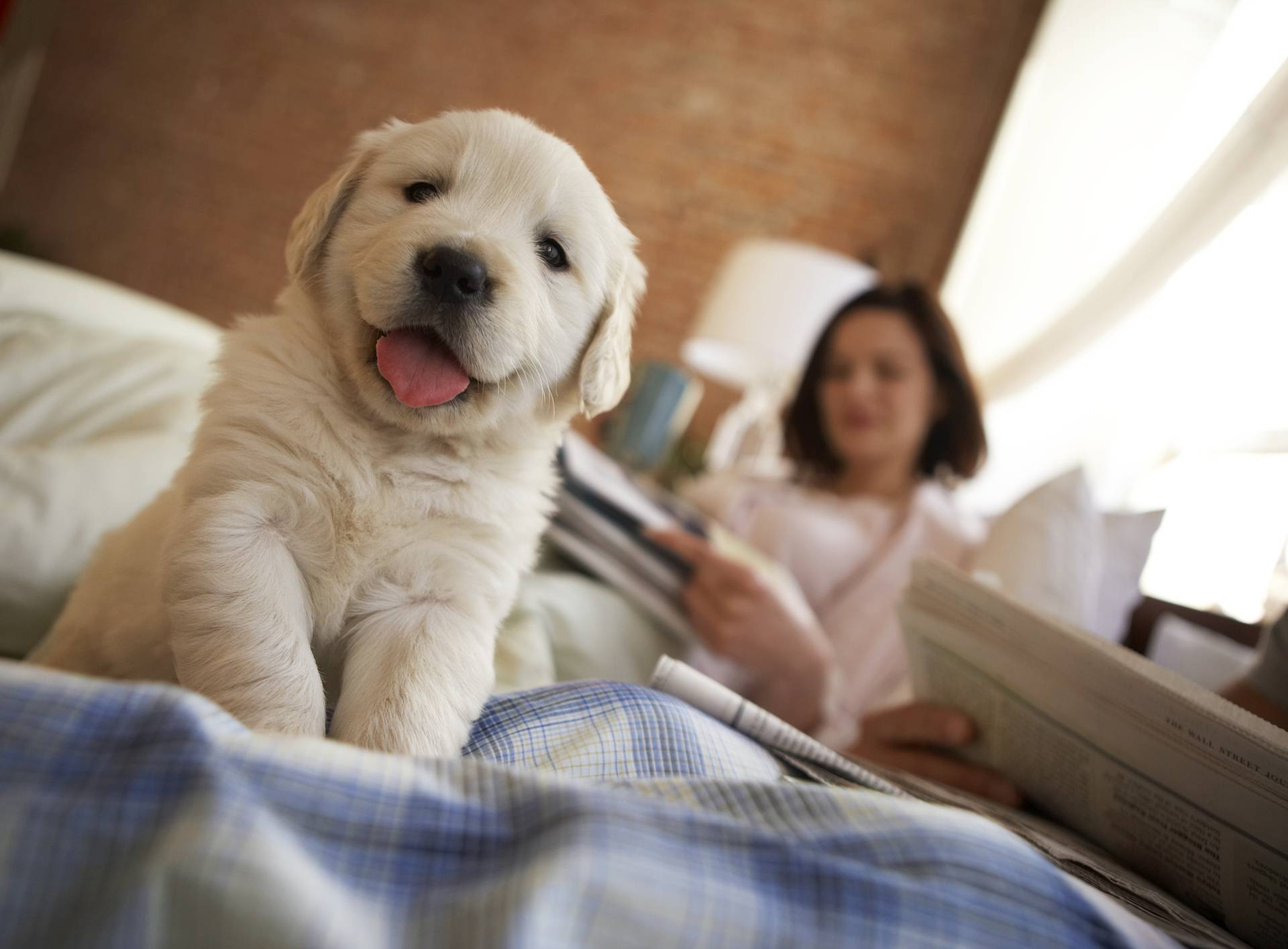 Golden retriever puppy sitting on bed, couple reading in background