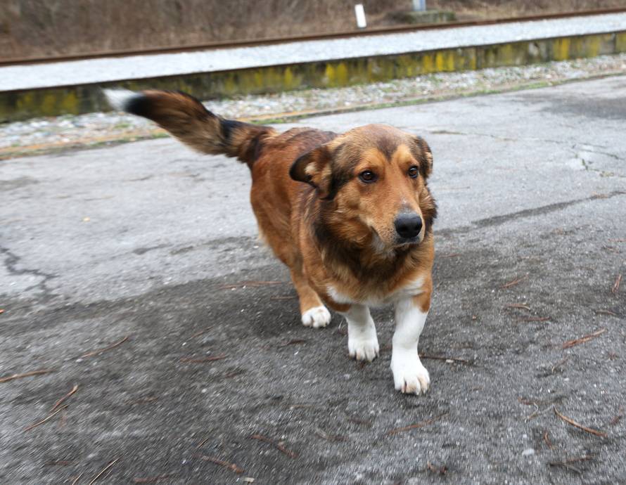 Kraljevi pruge: Psi lutalice u Spačvi čekaju svoj novi dom