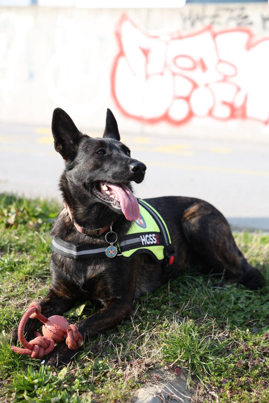 24SATA  Osijek: Pas Luna osječkog HGSS-a - Ponos Hrvatske