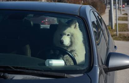 Britanci proveli neobičnu studiju o psima: 'Električni auto im je ugodniji  za vožnju od dizelaša'