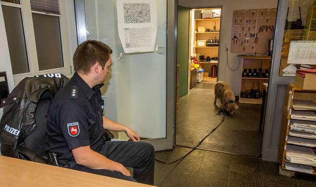 Hanover: Zalutala svinja s navija?kim obilježjima u policijskoj postaji ?eka vlasnika