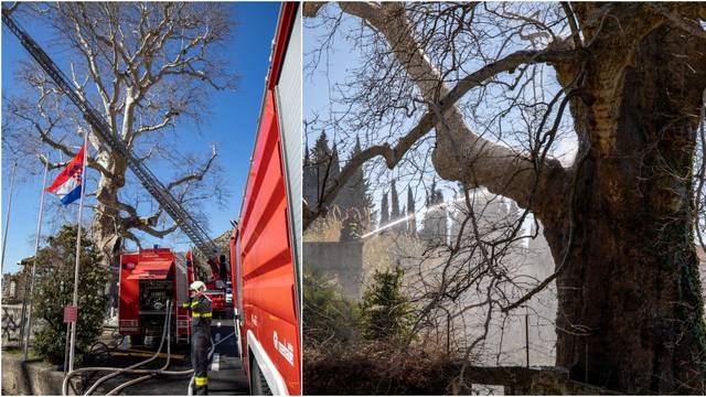 U Dubrovniku gorjelo drvo od 500 godina: Nema velike štete
