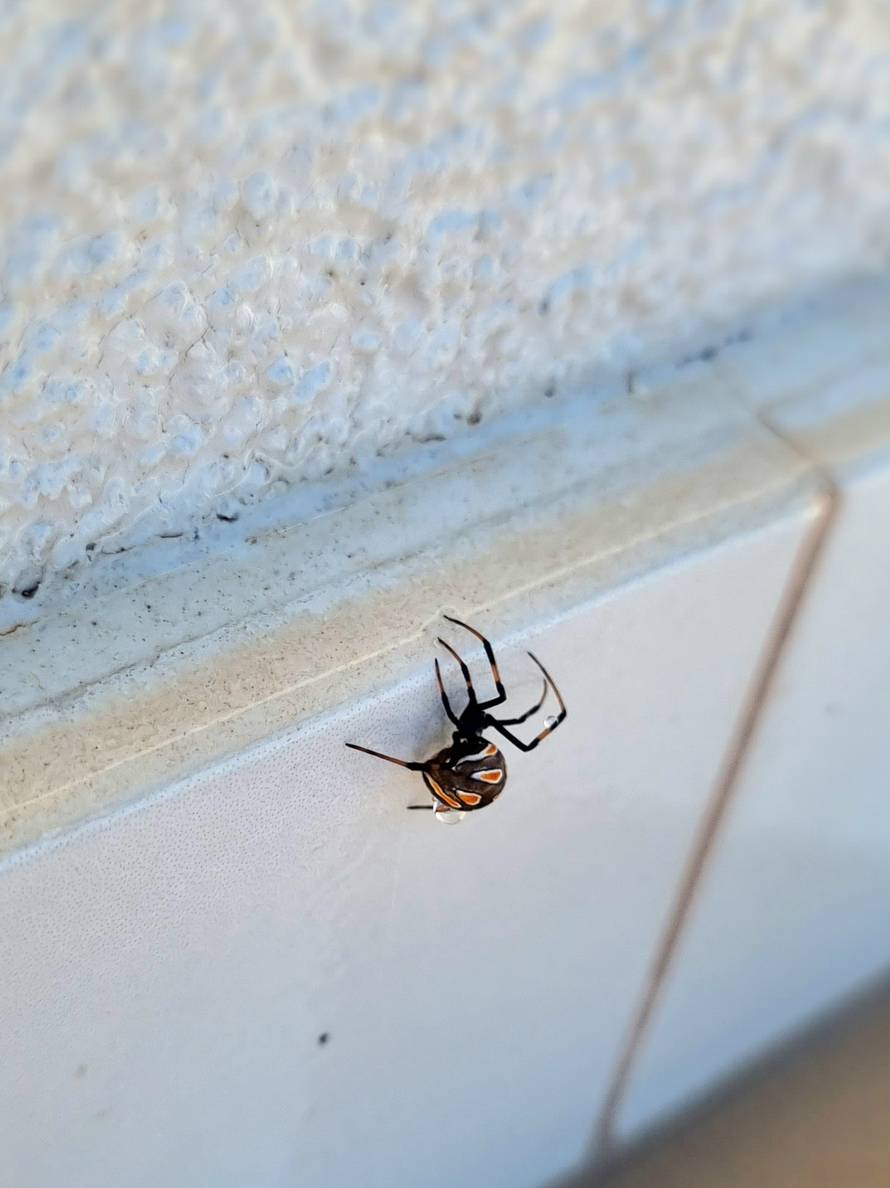 Čitateljica s Raba snimila je crne udovice: Po kućama su nam, a u županiji nemaju protuotrova!