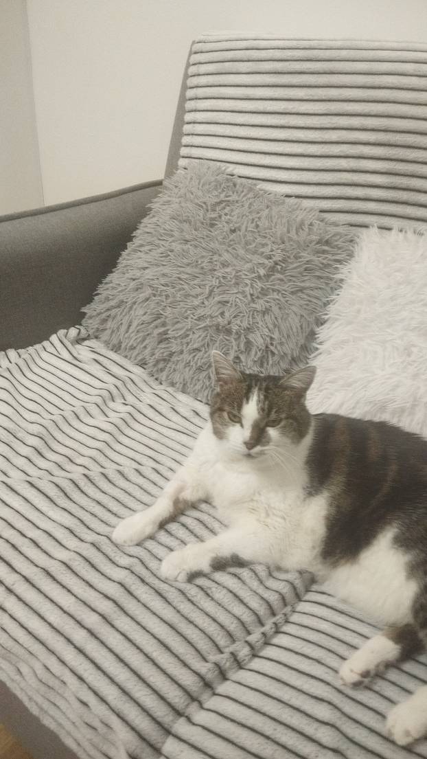 SUPER FOTKE vaših ljubimaca! Neki bi mogli biti viralni hit, ali svi su jednostavno neodoljivi