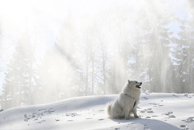 Sunčano novogodišnje jutro na Sljemenu