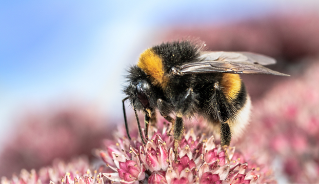Svjetski je dan pčela! Znate li koliko su važne za naš planet?