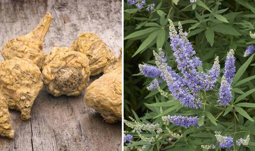 Maca regulira metabolizam, a konopljika jača libido kod žena