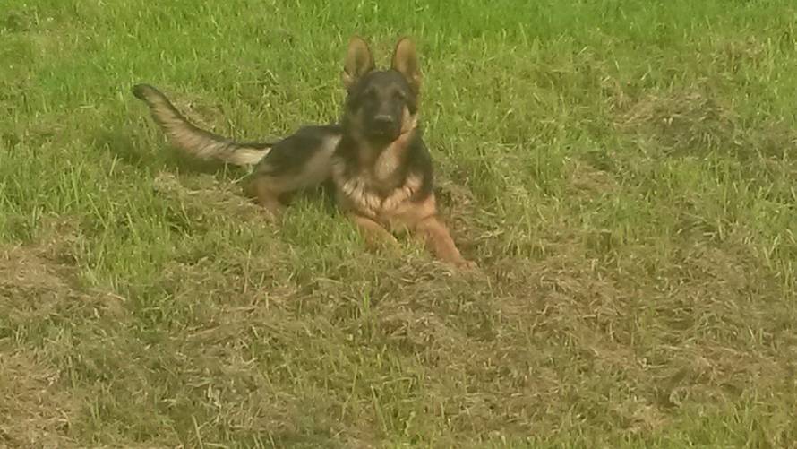 24ljubimci/Fotografije čitatelja