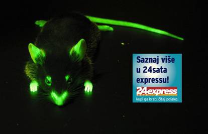 Istražuju mozak svijetlećih miševa, traže terapiju za ljude