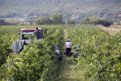 U berbi: Kad se vrijedne ruke slože, i  grožđe se obrati može!