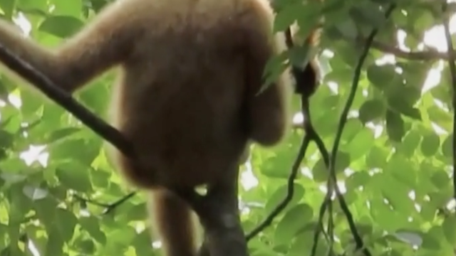 Najrjeđi primat na svijetu, ima ih samo 37: Žive na stablima na visini od 10 metara u prašumi