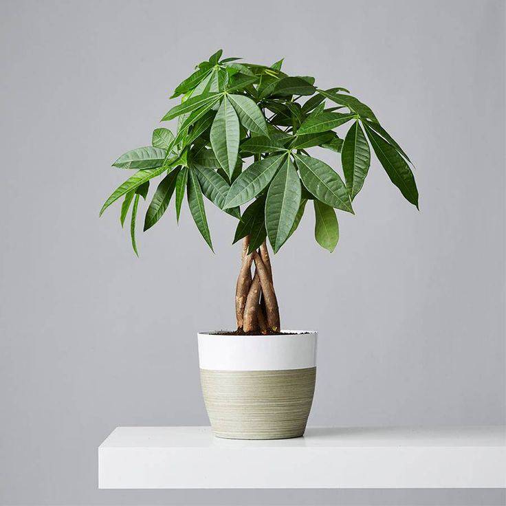 storyeditor/2025-01-07/Money_Tree_Plant.jpg