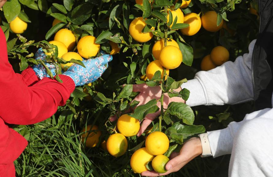 Berba agruma u Opuzenu