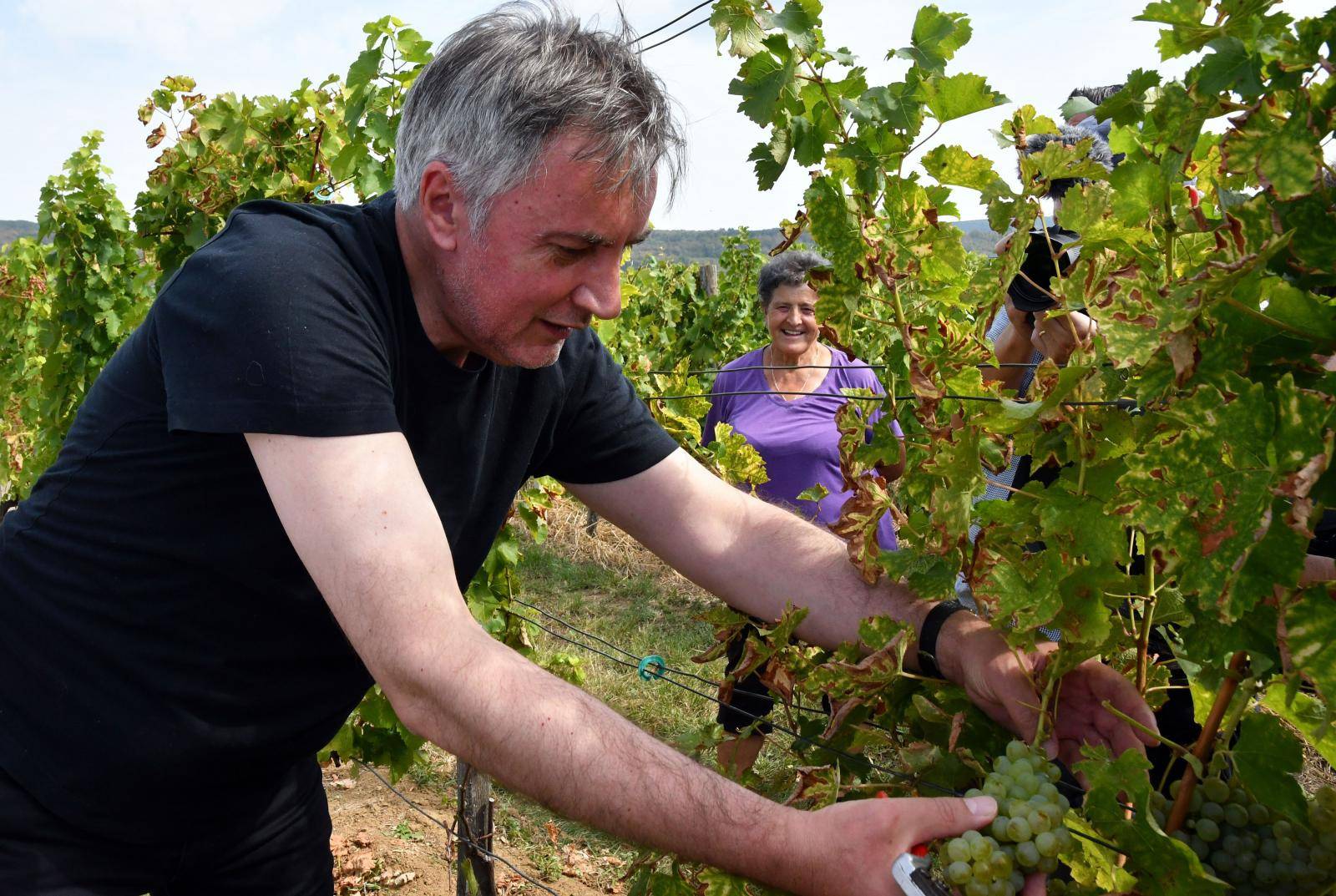 Mitrovac: Berba groÅ¾Äa u vinograduÂ predsjedniÄkog kandidata Miroslava Å kore