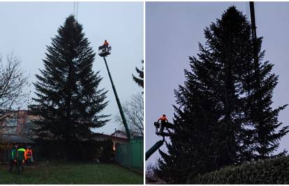 FOTO Ovo je jelka koje će ove godine biti na Trgu: 'Visoka je 18 metara, jako sam ponosan'
