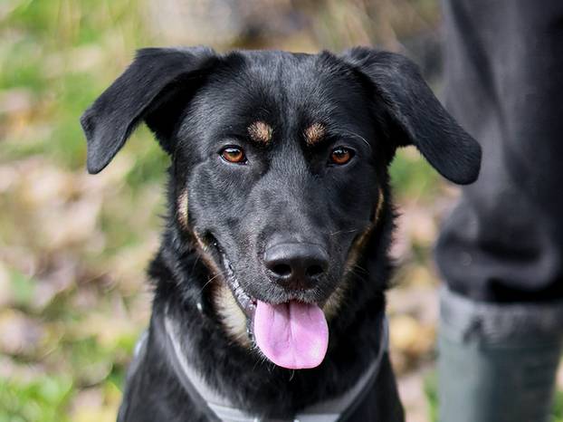 FOTO Ovi preslatki psići u Noinoj Arci čekaju samo vas da ih udomite