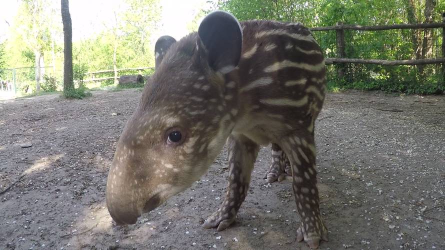 Najmlađa stanovnica ZOO-a u Zagrebu dobila je ime  - Tara!