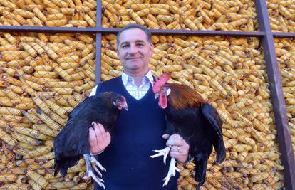 Pobijedila je 40 kokoši: Moja kokoš najljepša je u Hrvatskoj