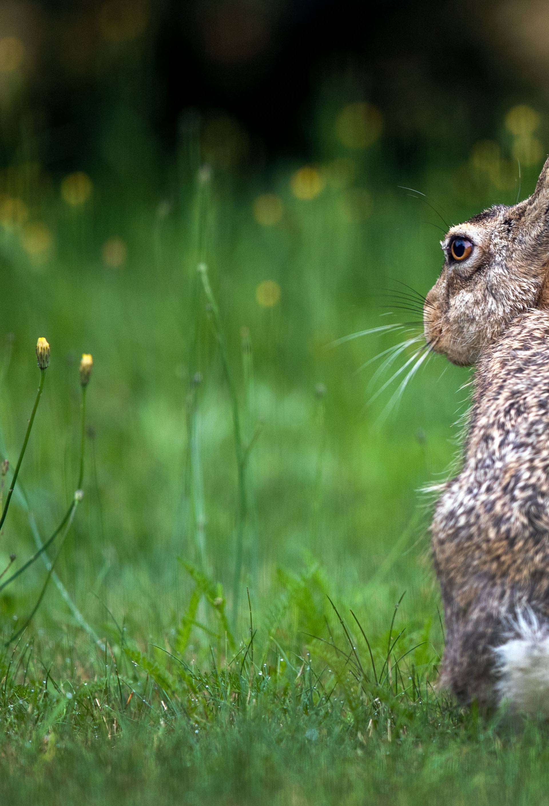 Brown hare on search for food