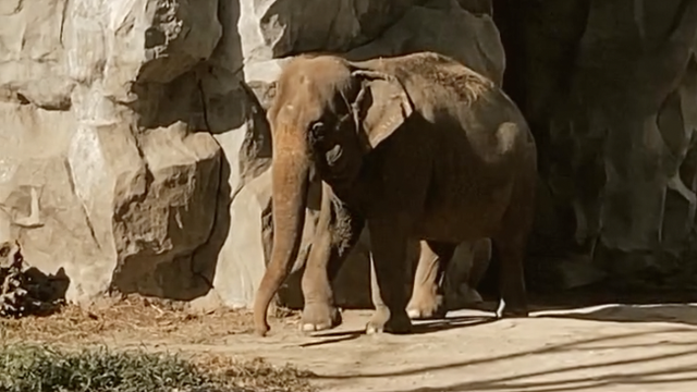 VIDEO Uginula slonica Mali: Gotovo pet desetljeća provela je sama u kavezu zoološkog vrta