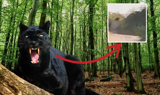 Rumunji i Bugari u strahu od leoparda! 'Mislila sam da vidim sotonu!  Bilo je to jezivo biće...'