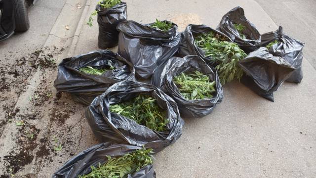 USKOK: Osmoricu istražuju zbog uzgoja marihuane u Požeštini