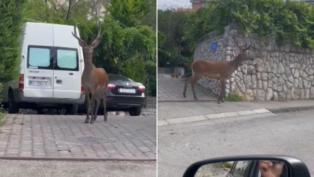 VIDEO Predivan jelen prošetao je Rijekom: 'Svako jutro vidim da prolazi, neki ga baš ne vole'