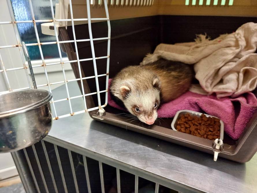 VIDEO Tvor zalutao u zgradu u Zagrebu i 'odmorio' u dječjim kolicima: 'Tražimo vlasnika...'