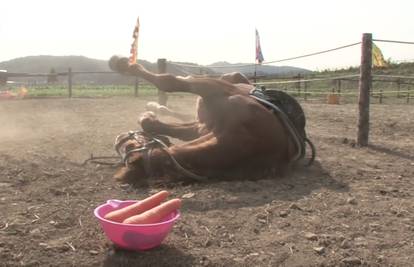 Konj glumi da je mrtav svaki put kad ga netko poželi jahati