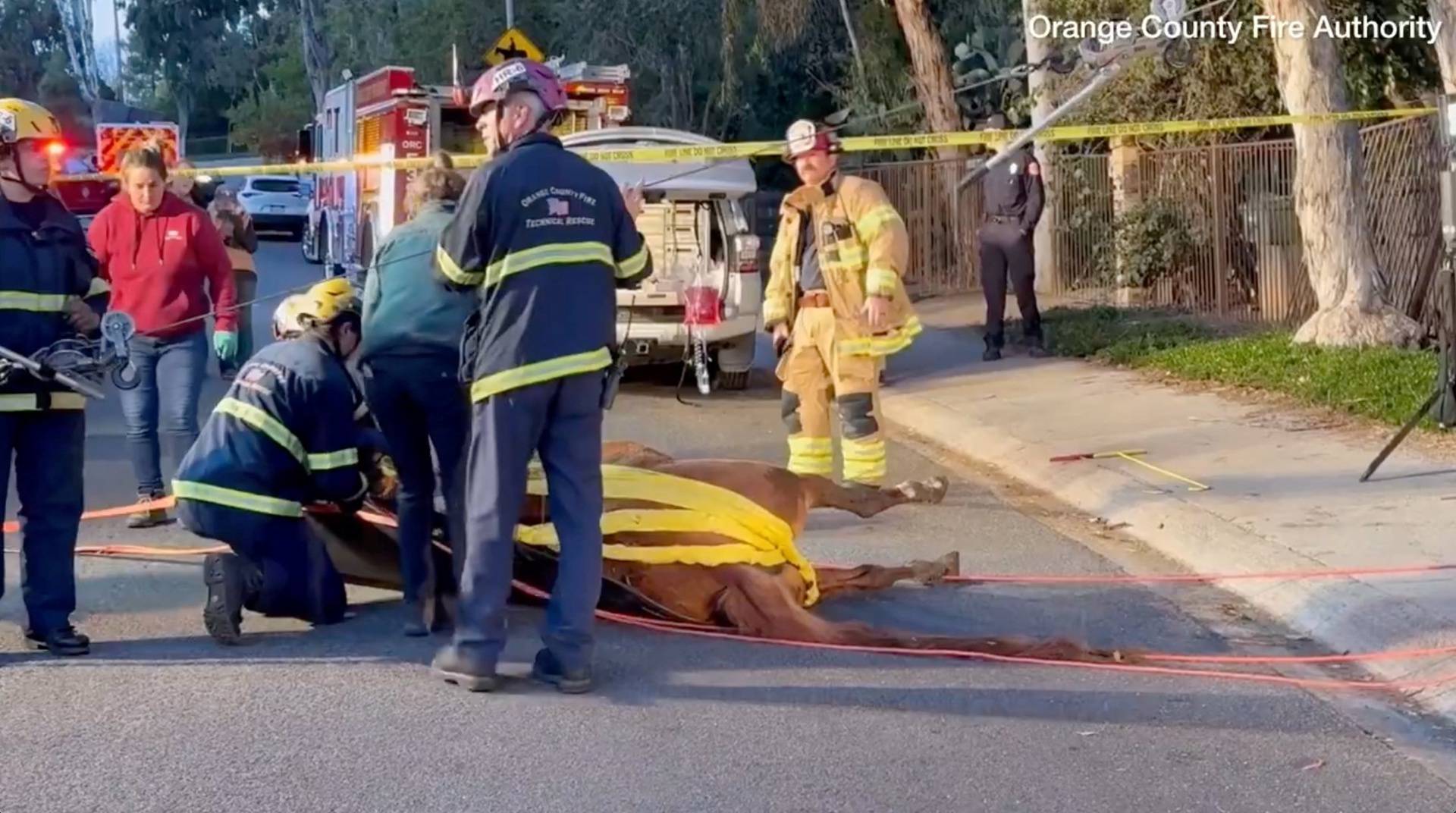 Horse rescued from trench by team of firefighters and veterinarian staff