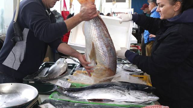 Šibenik: U ribarnici je na prodaju najteži ovosezonski zubatac težak 7,60 kilograma