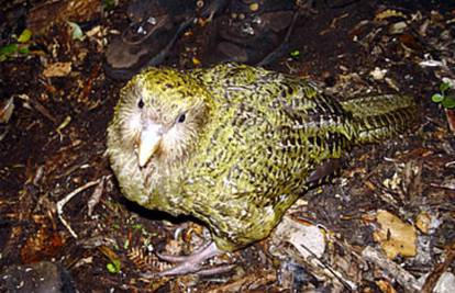 Kakapo je jedina papiga na svijetu koja ne može letjeti