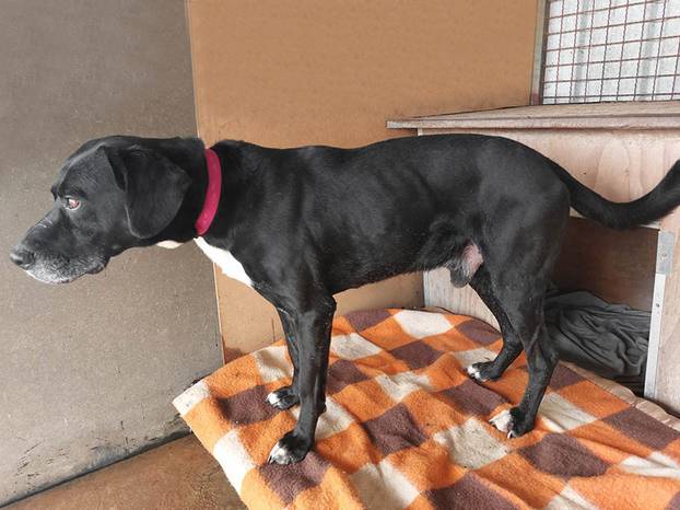 FOTO Ove predivne njuške traže dom: Pružite im priliku za sreću!