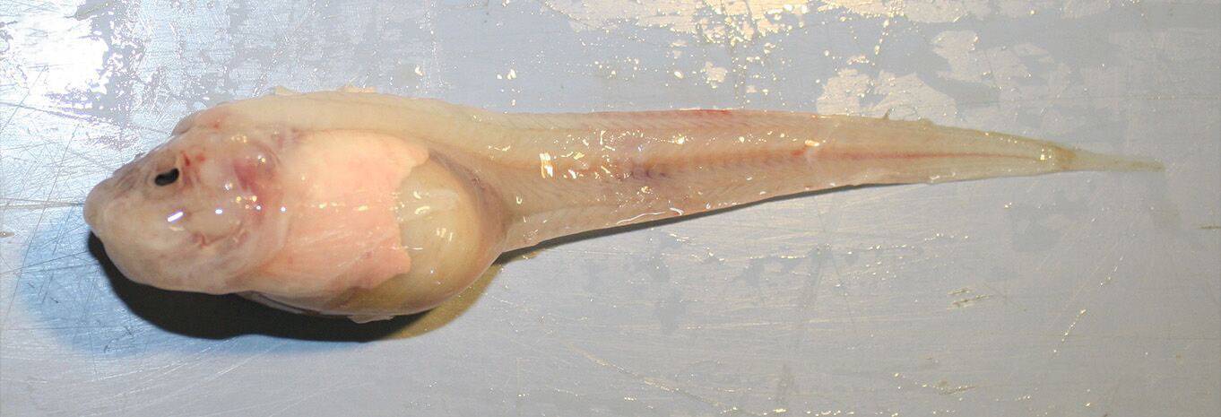 Ovo stvorenje je riba koja živi na dubinama od 8000 metara