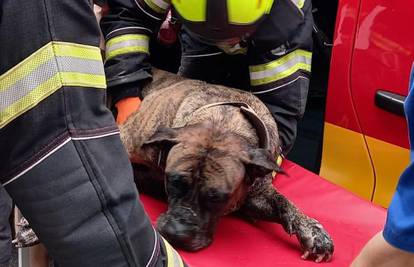 Dramatična akcija vatrogasaca: Spašavali su psa iz goruće kuće