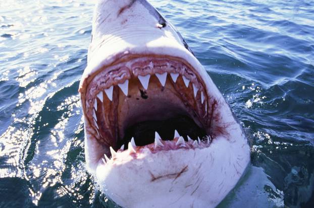 Great White / White / White Pointer SHARK - C/U MOUTH