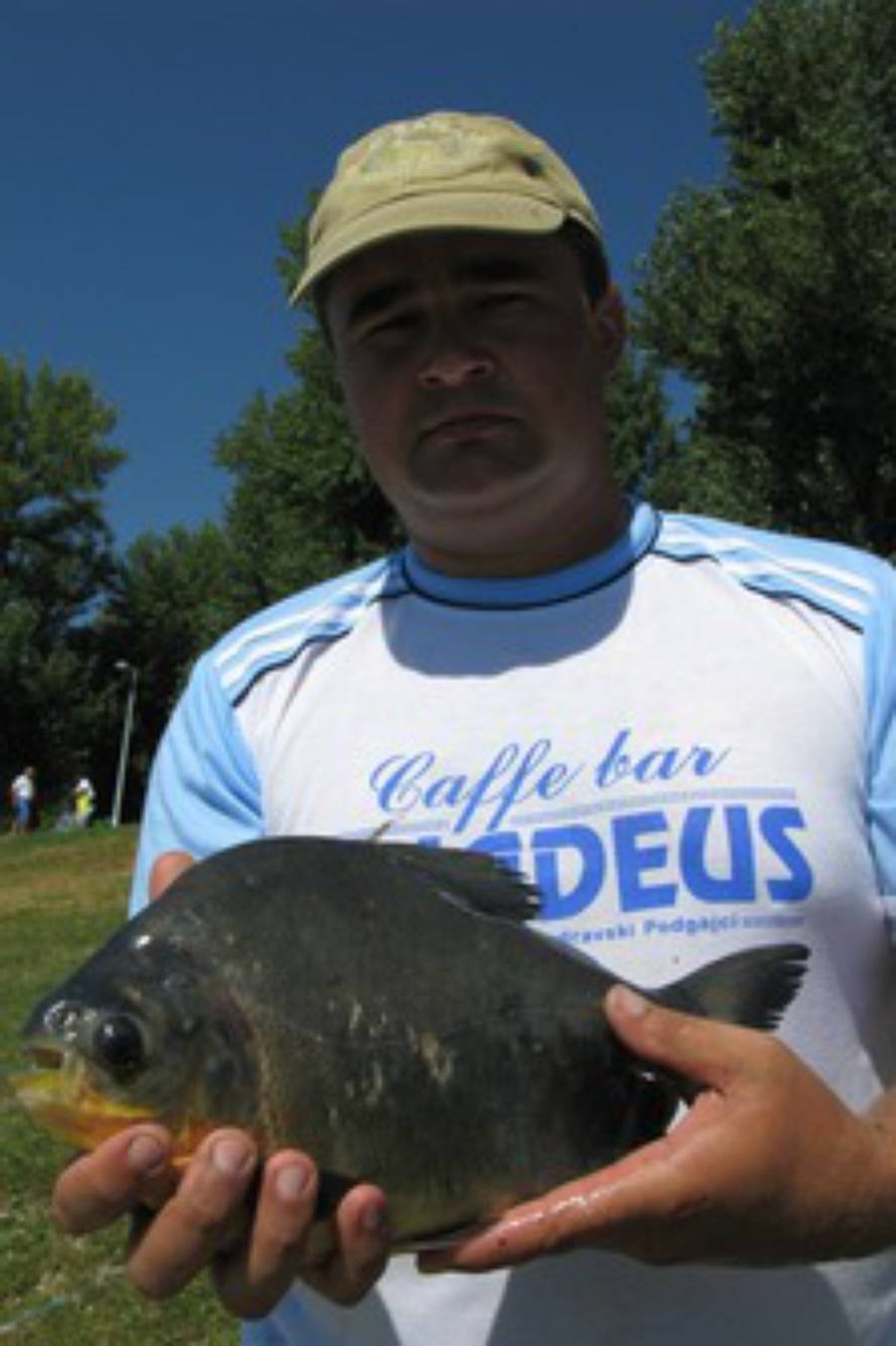 Pogledajte kakve sve čudne i otrovne ribe žive u Jadranu