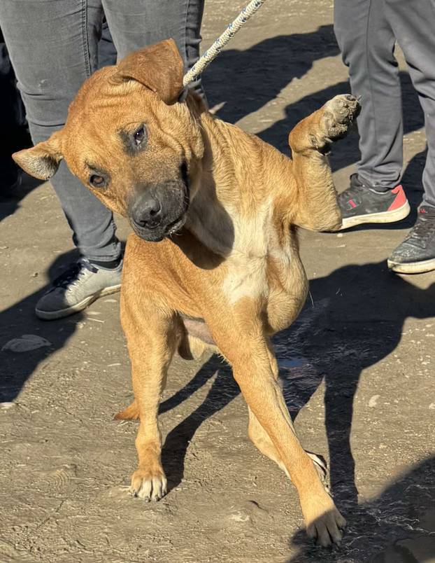 FOTO Ovo su oduzeti psi iz romskog naselja. U jednom danu spasili ih 37! Udomite ih