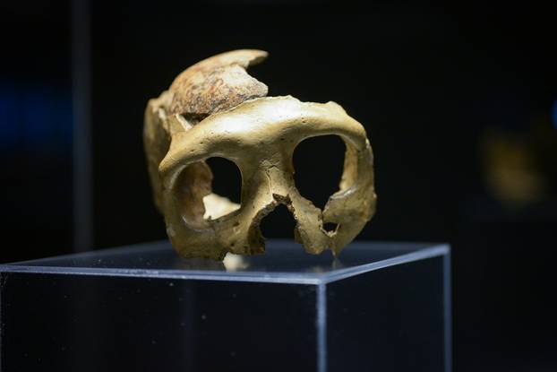 Zagreb: Otvorenje izložbe Lubanja C u Prirodoslovnom muzeju