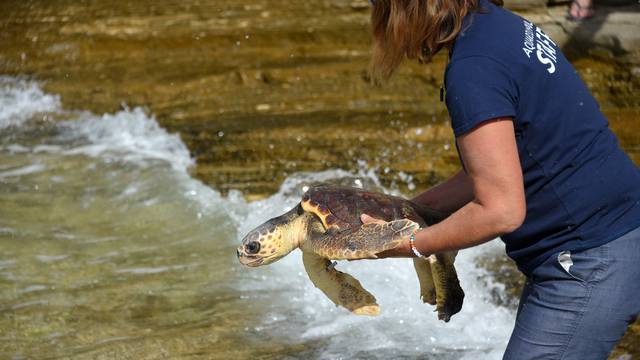 Pula: Nakon uspješnog oporavka u pulskom Aquariumu, moru su vraćene dvije glavate želve