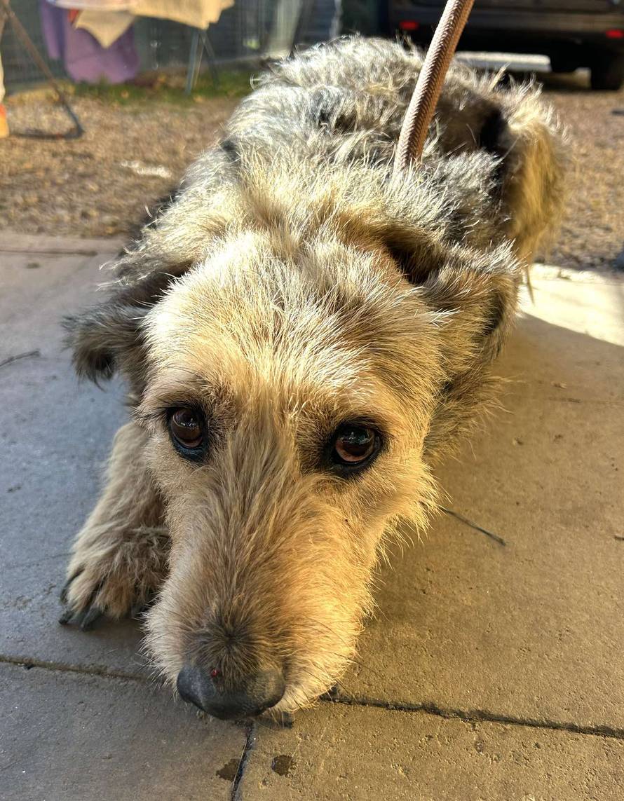 Iz romskog naselja u Međimurju spasili 37 pasa: 'Bez nadzora tu lutaju, a mačke ni ne prežive...'