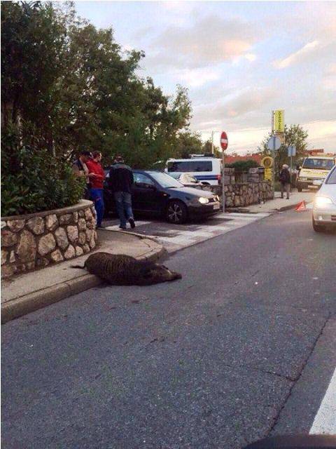 Divlja svinja zalutala na cestu u Rijeci pa je usmrtilo vozilo