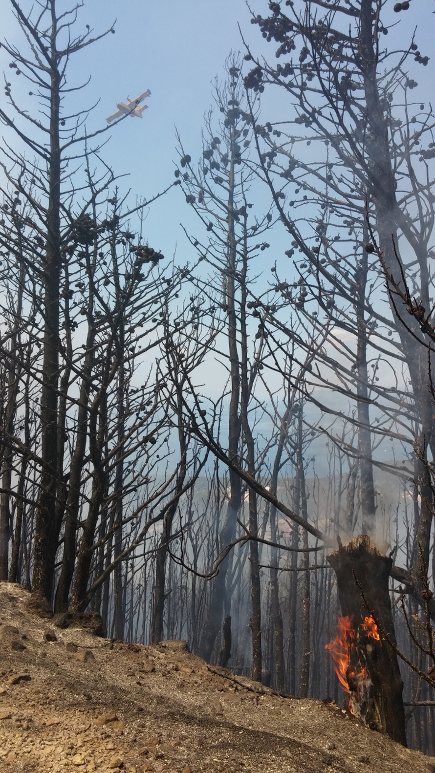 Kanader pomaže u gašenju, u Makarsku stiže i 150 vojnika