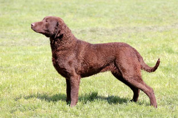 Typical Chesapeake Bay Retriever in the garden