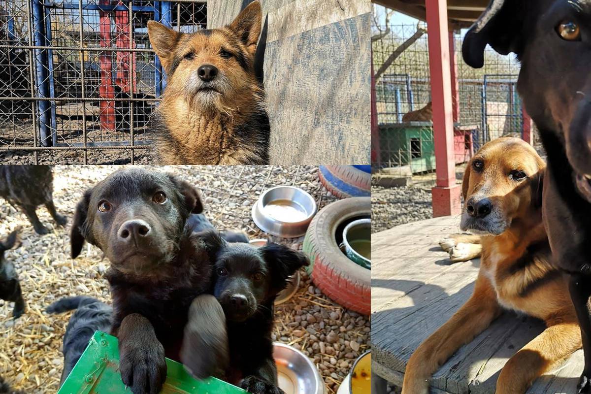 Pomoć psima: Kupite kalendar Azila i napravite dobro djelo