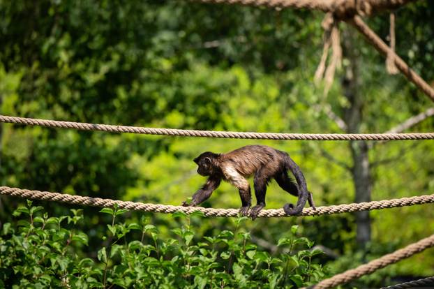 Zagreb: Životinje u Zoološkom vrtu odmaraju tijekom vrućina