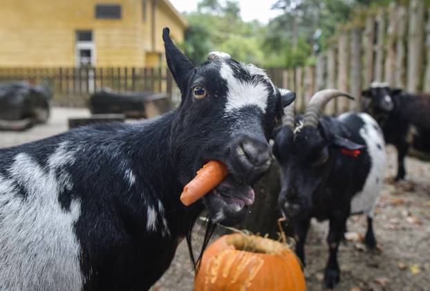 Pogledajte kako je izgledalo darivanje bundeva životinjama u zagrebačkom Zoološkom vrtu