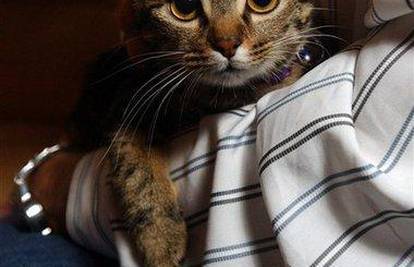 Mačka u torbi: Pronađena 2000 km daleko od kuće